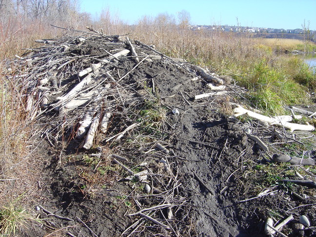 Beaver's Lodge